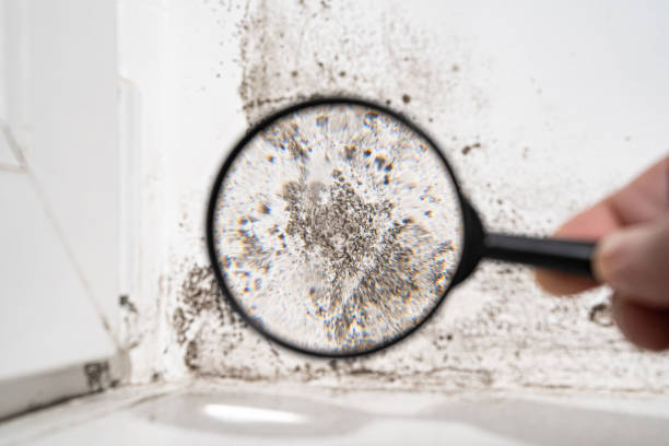 Best Forensic Mold Investigation  in Dranesville, VA